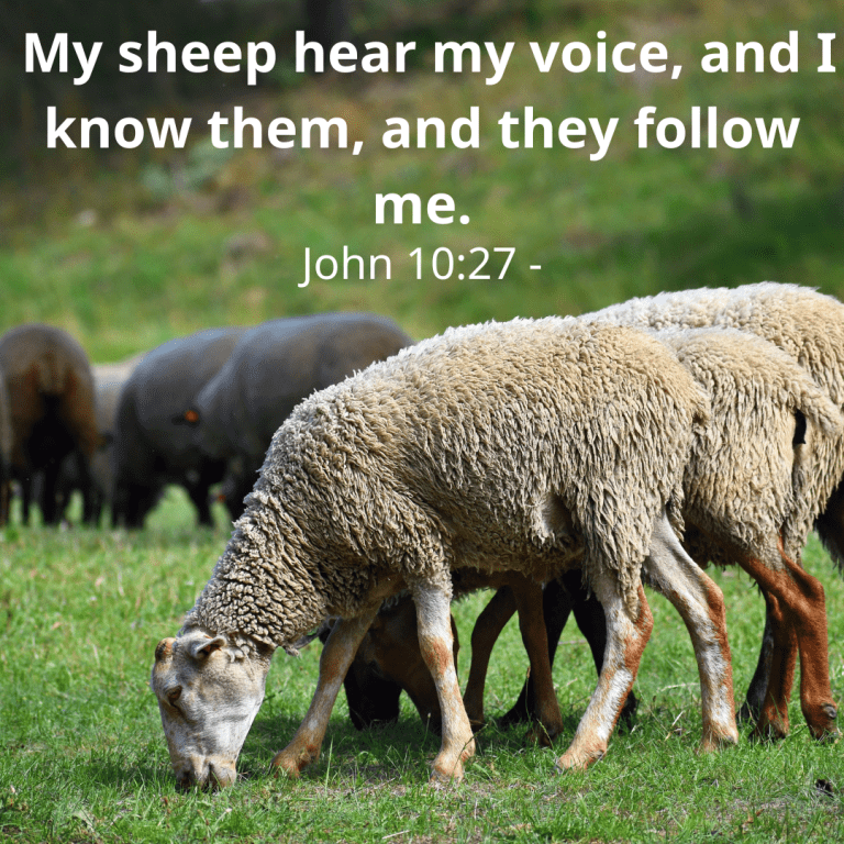 John 1027 - My sheep hear my voice, and I know them, and they follow me.