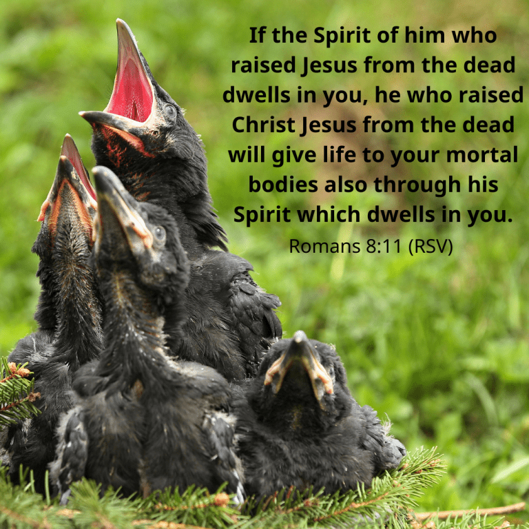 If the Spirit of him who raised Jesus from the dead dwells in you, he who raised Christ Jesus from the dead will give life to your mortal bodies also through his Spirit which dwells in you.